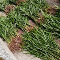 棕树苗食用棕苞树苗棕包树苗基地大量供货