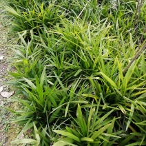 棕苞树苗棕包棕树苗棕包树大量有货