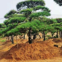 造型松