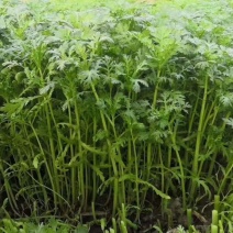 茼蒿菜一手货源，产地直供，先采先装车需要的联系