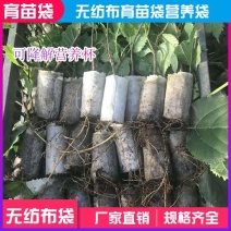 无纺布育苗袋育苗杯基质杯营养杯营养袋免拆袋移栽