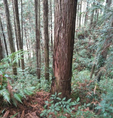 [杉树批发]大杉树价格1600.00元/棵 - 一亩田