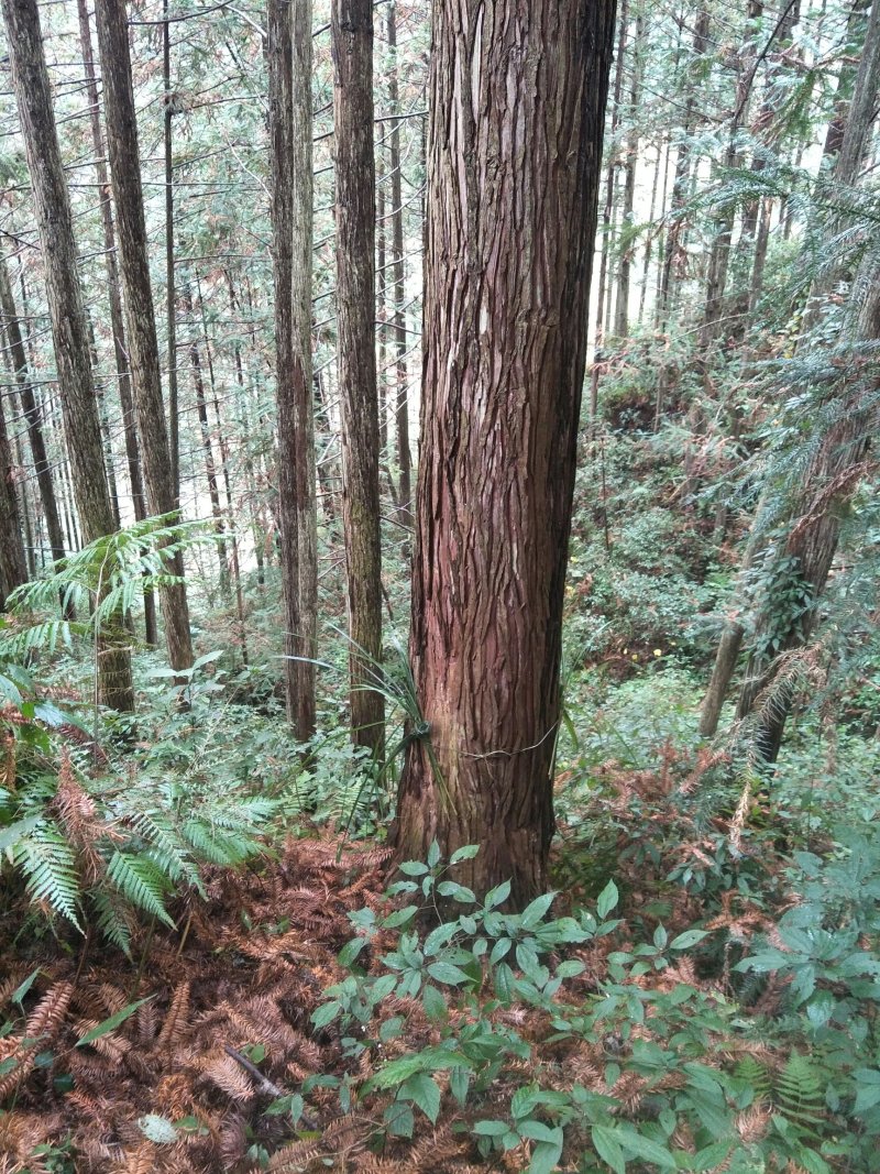 木人从事杉木n年,手上有大杉杉,可龈据客户要求锯材.质量能保障.