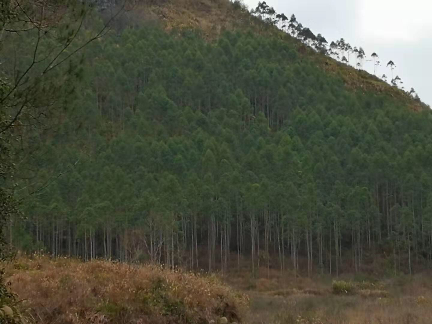 高山针阔混交林下的松茸自然生境剖面图,显示松茸子实体从腐殖层破土而出,菌丝体与云南松(Pinus yunnanensis)根系形成外生菌根共生结构,周围伴生杜鹃、箭竹等植物,标注海拔范围2,800–3,800米、年均温4–8℃、pH值5.0–5.5等生态参数 松茸生长生态环境示意图