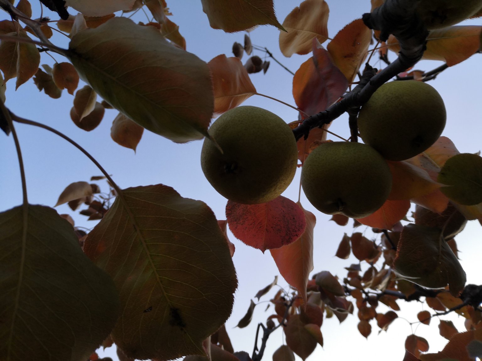 一片彩叶豆梨的树叶特写镜头,叶片呈现由外向内的红色渐变,部分边缘泛黄,叶脉清晰可见,背景为蓝天,光线透过叶片显示出通透的质感,展现出秋季强烈的色彩美感 彩叶豆梨秋日叶色特写