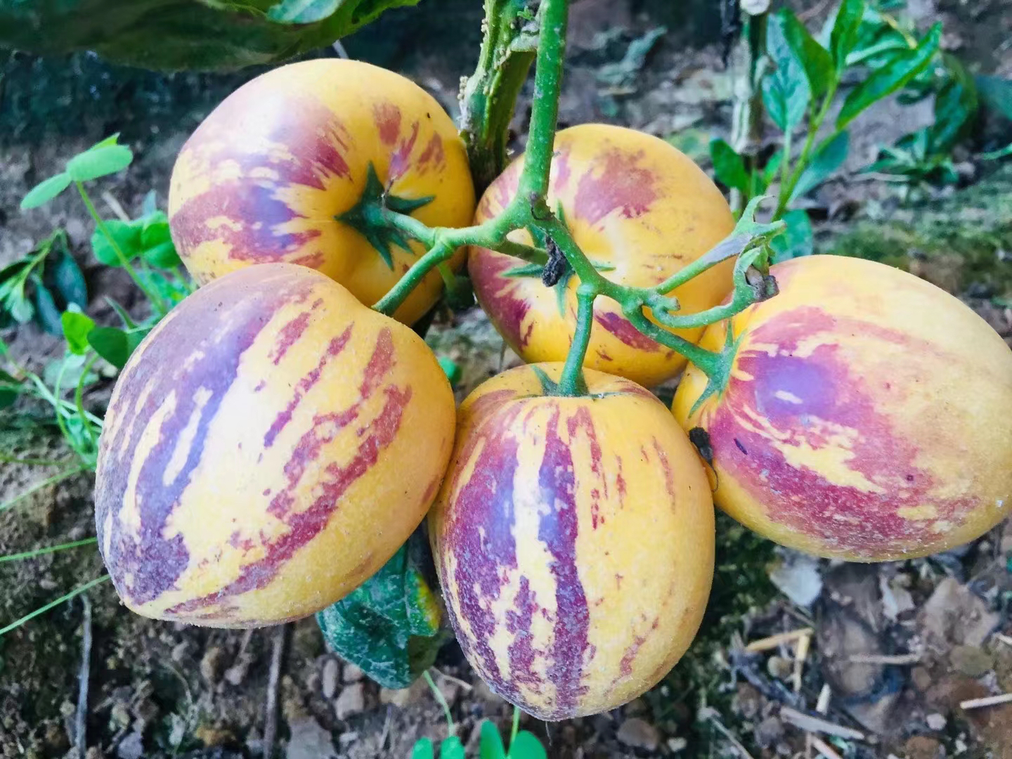 人参果不同成熟阶段对比图