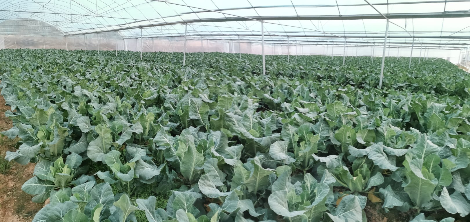 优松60松花菜品种展示,花球松软洁白,植株健壮 优松60松花菜品种特写
