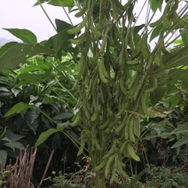 大豆种子皖豆28