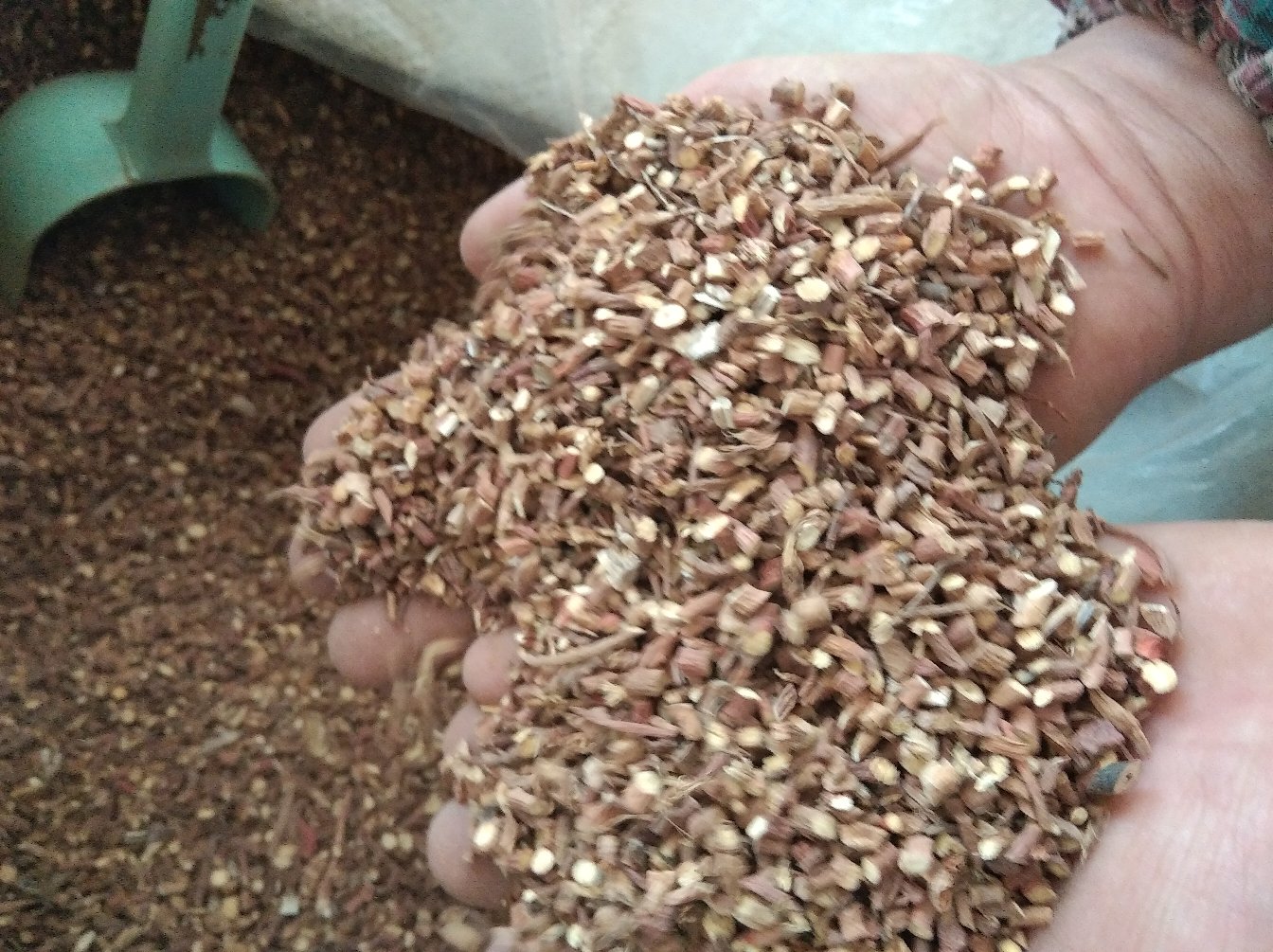 桃马桩中草药图展示