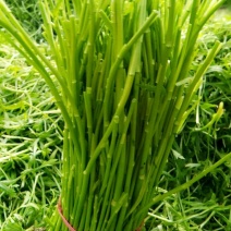 芦蒿自家种植净蒿新鲜欢迎全国客户上门验货