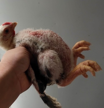 东涛鸡苗,纯种大脚鸡苗,越南巨脚鸡苗.