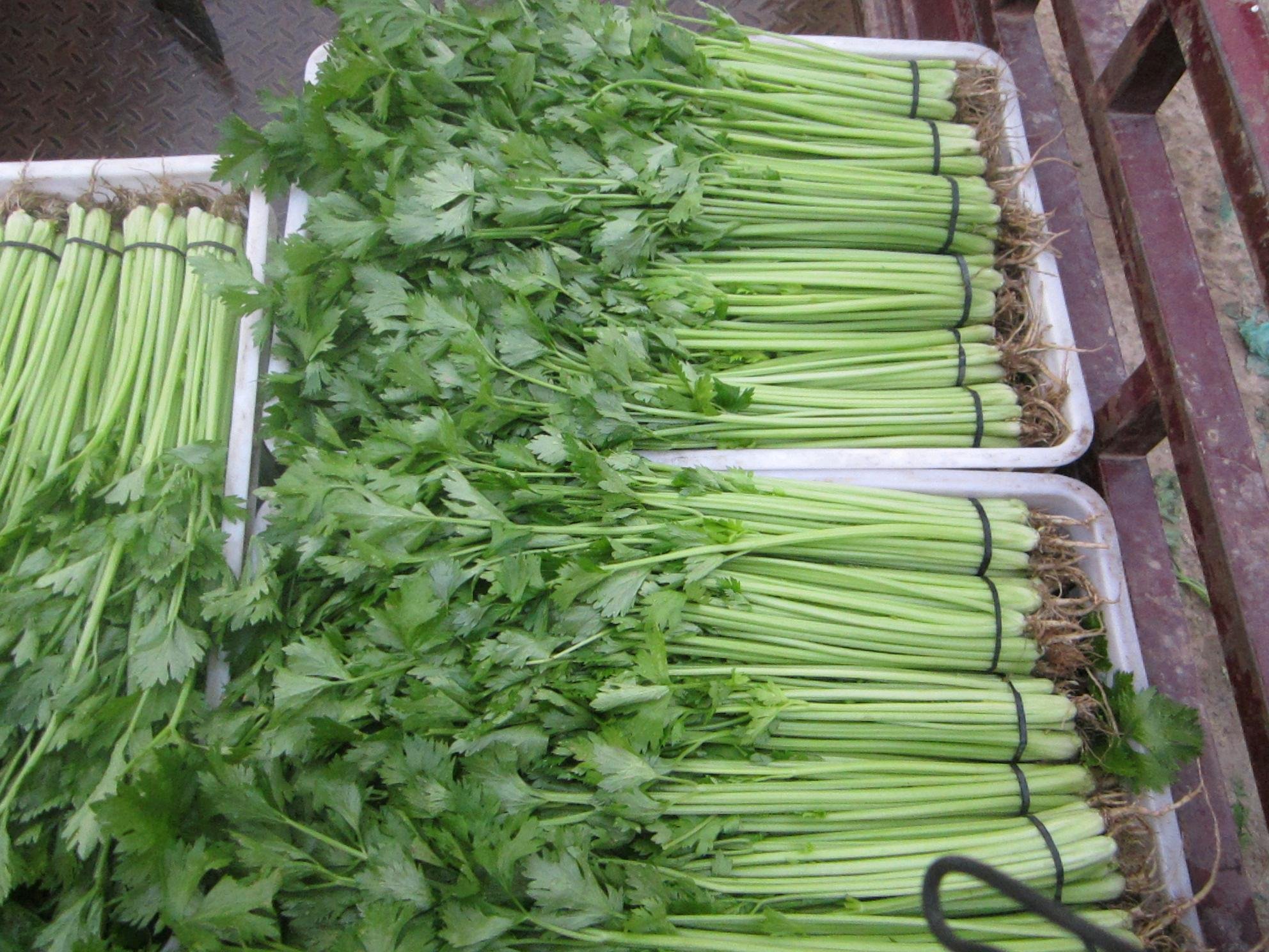 山竹与山芹搭配示意图