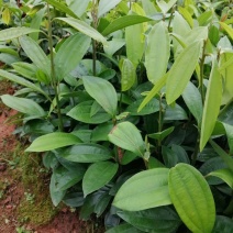 玉桂苗，一年苗，地面起20Cm以上