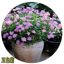 五色菊种子景观绿花卉种子草花种子观花种子