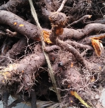 虎杖酸筒杆高山区野生中药材量不太多自己山林里挖出来