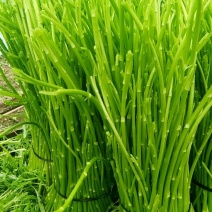 芦蒿（青蒿嫩蒿每斤都是新鲜）