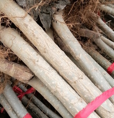 鲁林九号无絮杨树苗,当年苗量大优惠