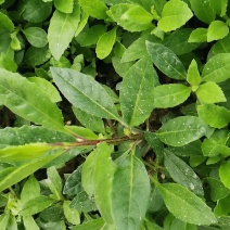 富贵菜种苗盆栽蔬菜多年生绿叶明月草种苗白凤菜