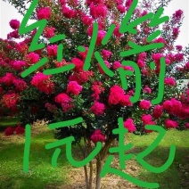紫薇苗红火箭紫薇树苗四川红花百日红紫薇小苗南北方种植院绿