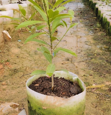 [人心果苗批发]人心果袋苗 量多价优 批发 福建漳州价格17.