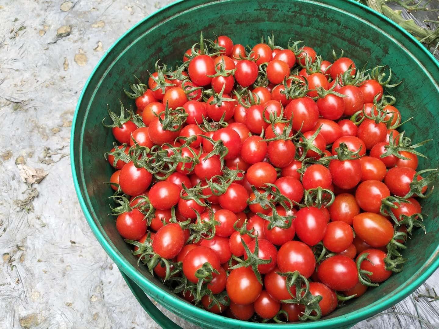釜山88小番茄采后分拣与包装场景