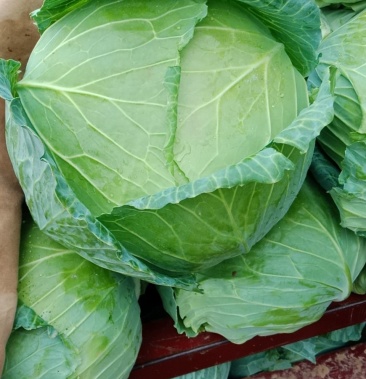 东升扁包菜产地直发批发商采购商专供