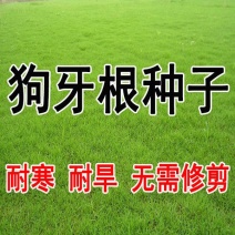 草坪种子草籽四季常青黑麦草免修剪护坡三叶草狗牙根绿化矮生