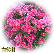 古代稀种子种子大量批发优质种籽