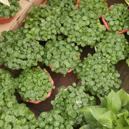 金钱草价格行情