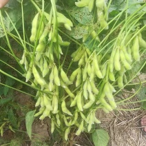 黄豆种子