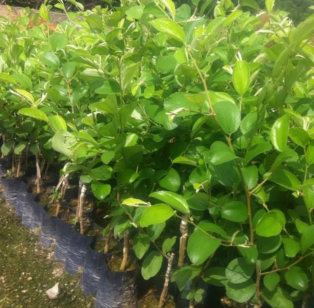 展示青枣幼苗在营养袋中的健康生长状态,叶片翠绿,茎干粗壮 青枣幼苗生长状态图