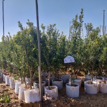 黑梅嫁接美植袋苗量多价优批发福建漳州