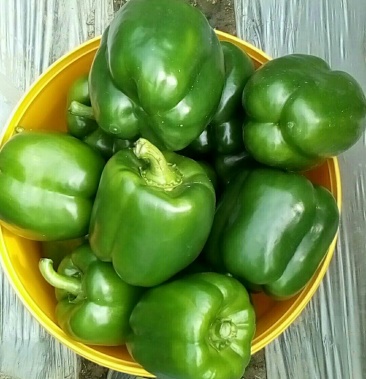 圆椒/青圆椒/大棚辣椒/鲜辣椒