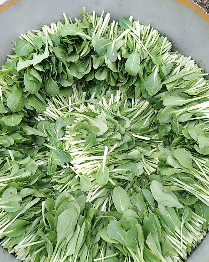 蔬菜大朋鸡毛菜