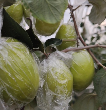 台湾蜜丝枣 脆鲜甜 果园现摘现发