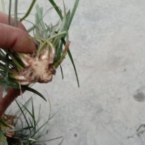 麦冬种苗，玉龙草，工程绿化苗