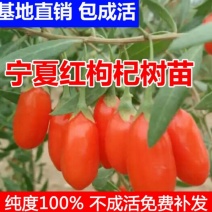 宁夏枸杞苗红枸杞苗产量高基地直销保湿发货包邮