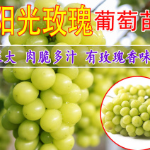 阳光玫瑰葡萄苗高产品种果实耐储存甜度高保证纯度