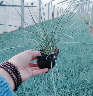 蓝羊矛 蓝羊茅 兰羊矛 蓝羊毛 基地直供一手货源