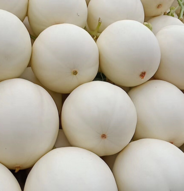 东方蜜一号甜瓜红金蜜白皮红肉脆甜可口美味