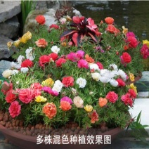重瓣太阳花种子阳台盆栽室内外庭院花卉易活种孑四季开花易种