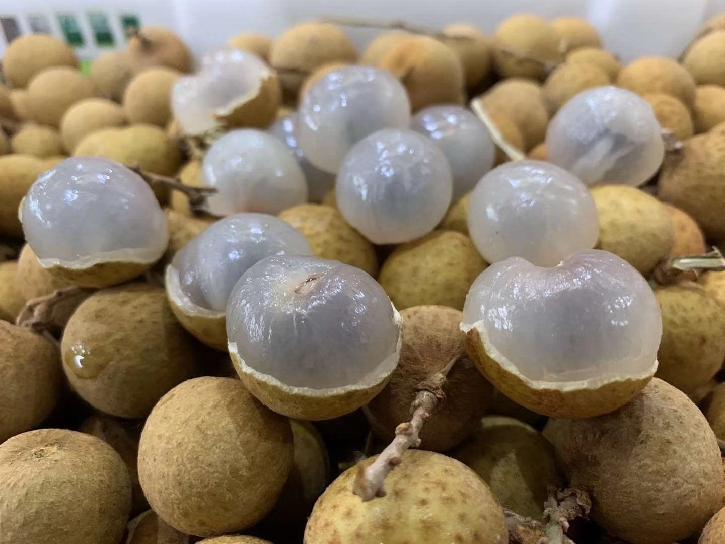 桂圆变质对比图