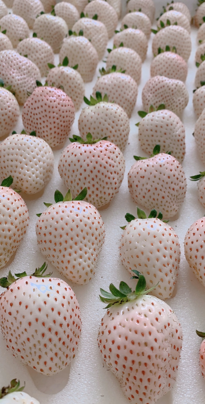 山东烟台日本奈良淡雪白草莓公主白雪小町一件代发顺丰包邮