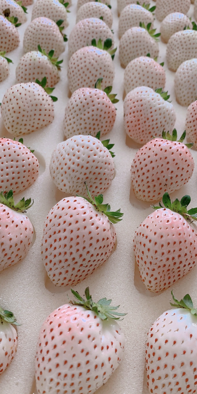 山东烟台日本奈良淡雪白草莓公主白雪小町一件代发顺丰包邮