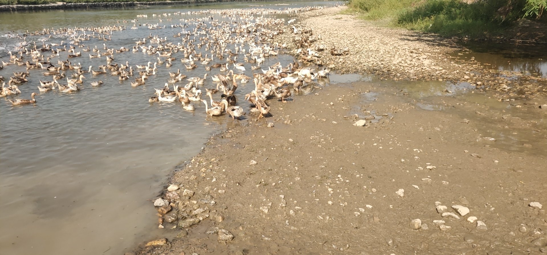 咸鸭蛋与鲜鸭蛋对比图