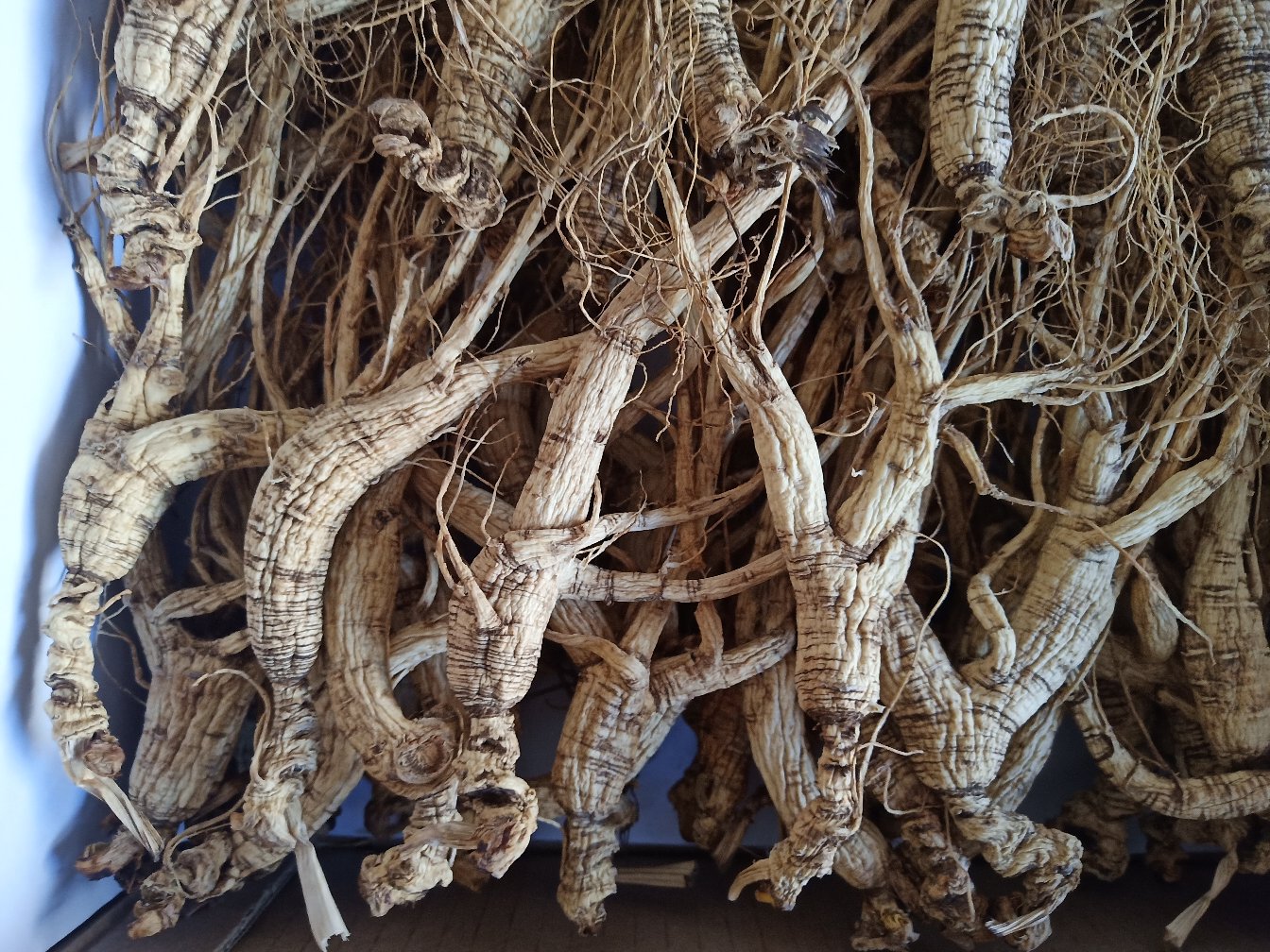 高清显微图像展示林下参横切面结构,可见密集的树脂道分布、厚壁组织发达、导管排列有序,周围环绕大量淀粉粒与纤维束,体现其长期积累的生理特性 林下参切片显微结构图