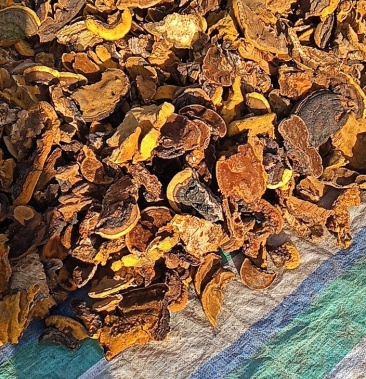 杨树黄 野生杨树桑黄长白山野生桑黄 有大货 量大价优