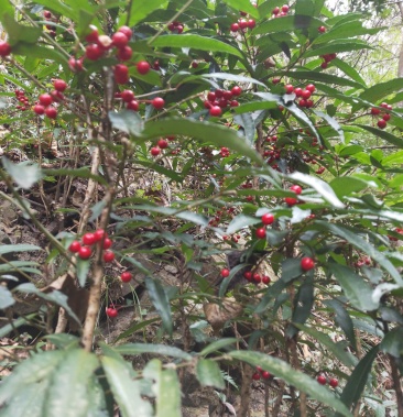 百两金八爪金龙药用肉八爪金龙盆景苗