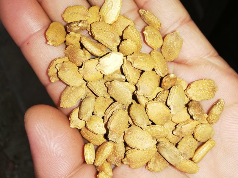 苦瓜籽,饱满度好,色泽光亮,全年有货,欢迎咨询