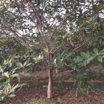 枇杷树